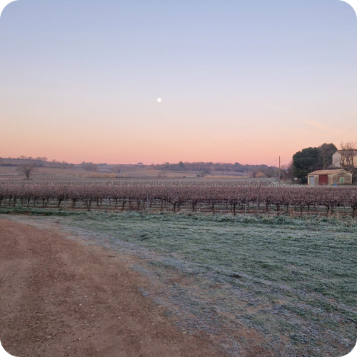 Nos vignes sur un levée de soleil